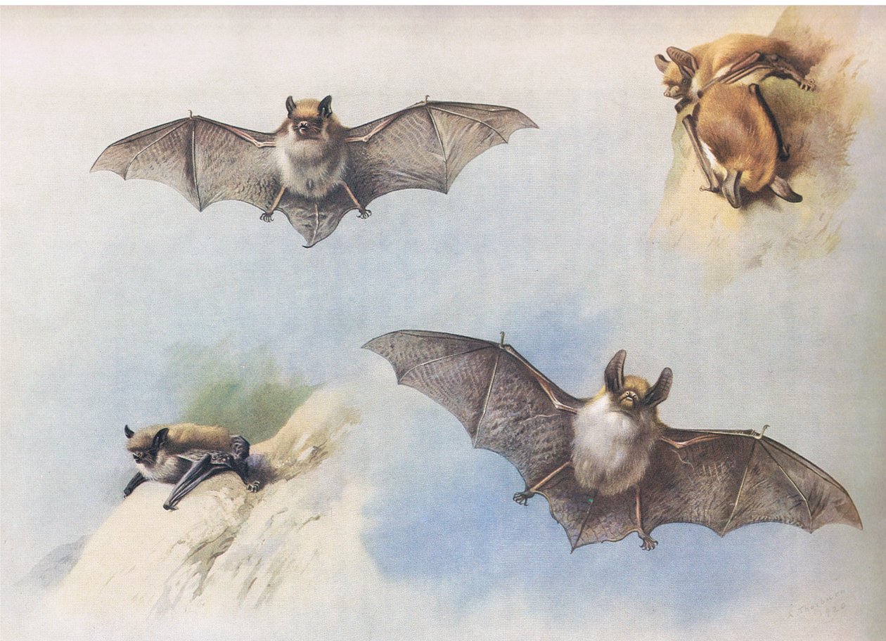 Whiskered bat and Bechstein