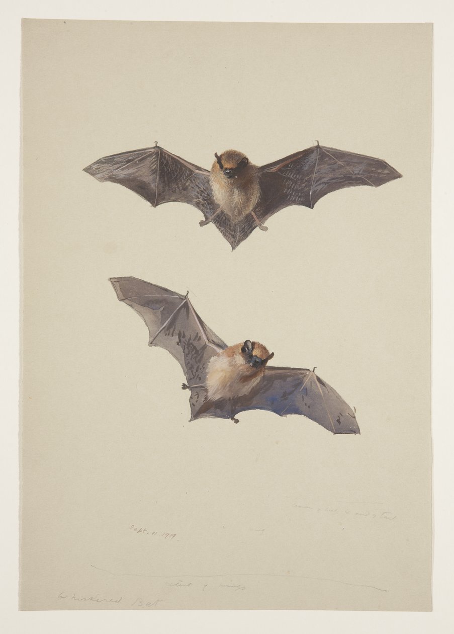 Whiskered flaggermus, ca. 1915 (akvarell og kroppsfarge over blyant på papir) av Archibald Thorburn