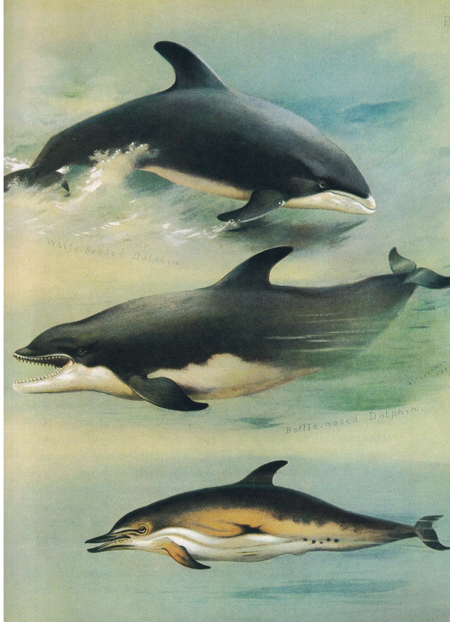 White Beaked Dolphin, Bottlenose Dolphin og Common Dolphin, fra Thorburn