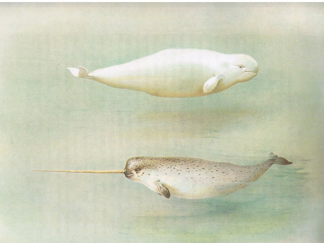 White Whale and Narwhal, fra Thorburns Mammals utgitt av Longmans and Co, ca. 1920 av Archibald Thorburn