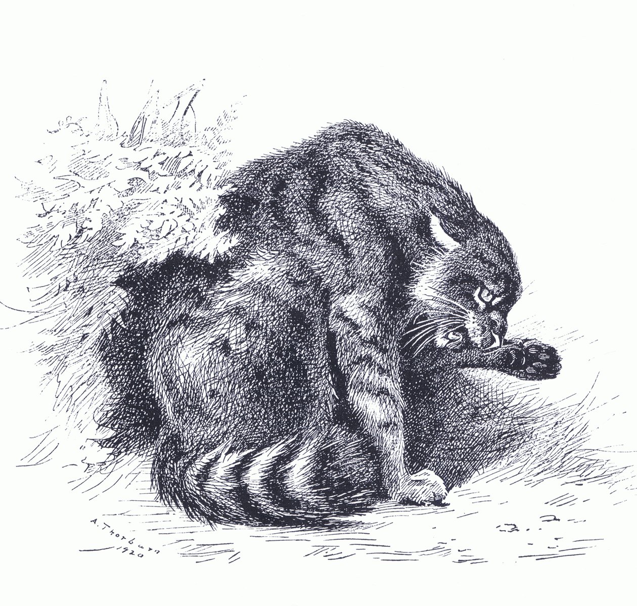 Wild Cat, fra Thorburn