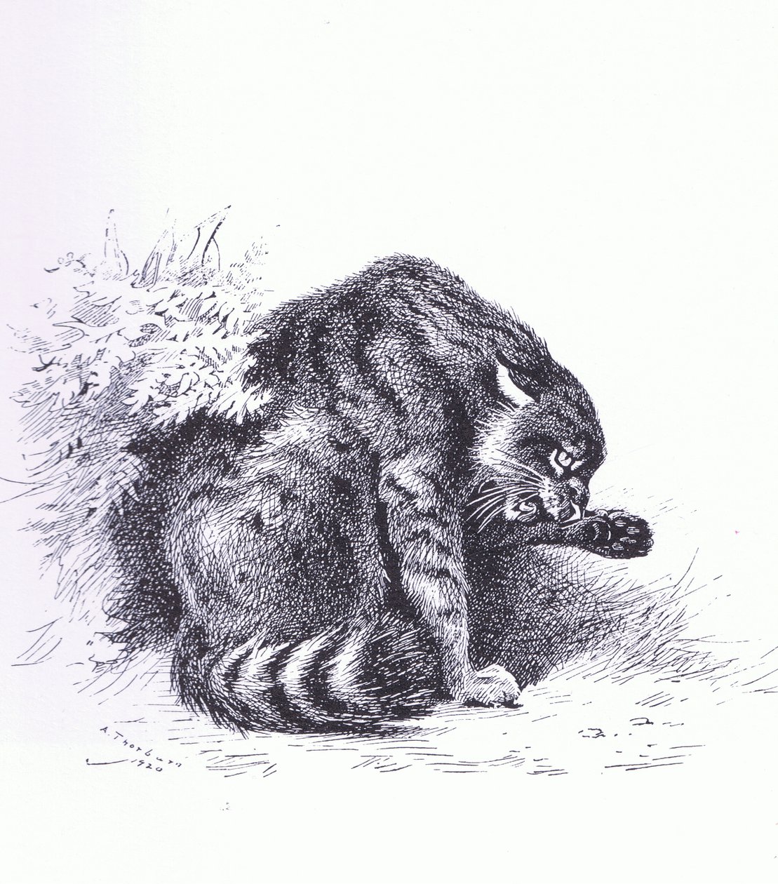 Wildcat, pub. av Book Club Associates av Archibald Thorburn