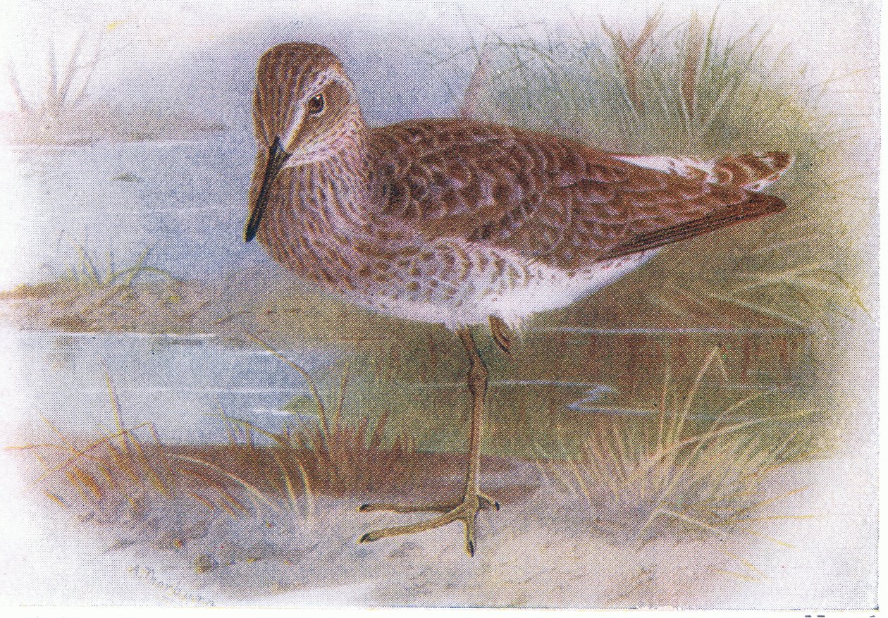 Wood Sandpiper, fra Birds of the British Isles and Their Eggs utgitt av Frederick Warne & Co Ltd, 1958 av Archibald Thorburn
