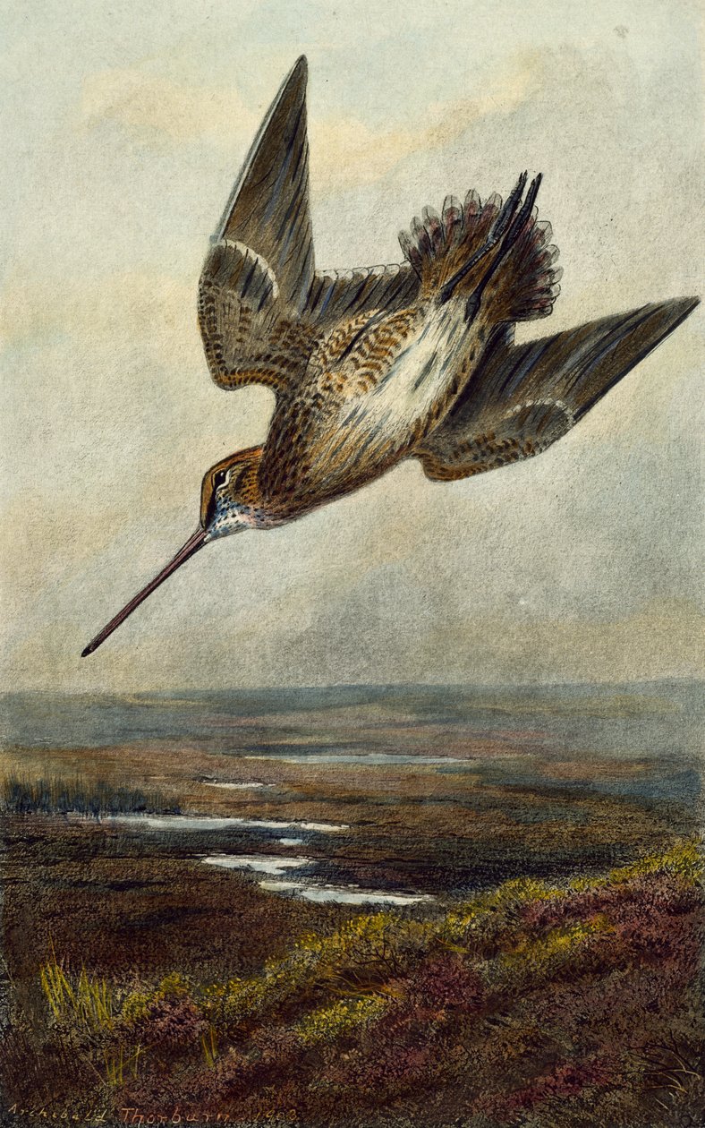 Woodcock av Archibald Thorburn
