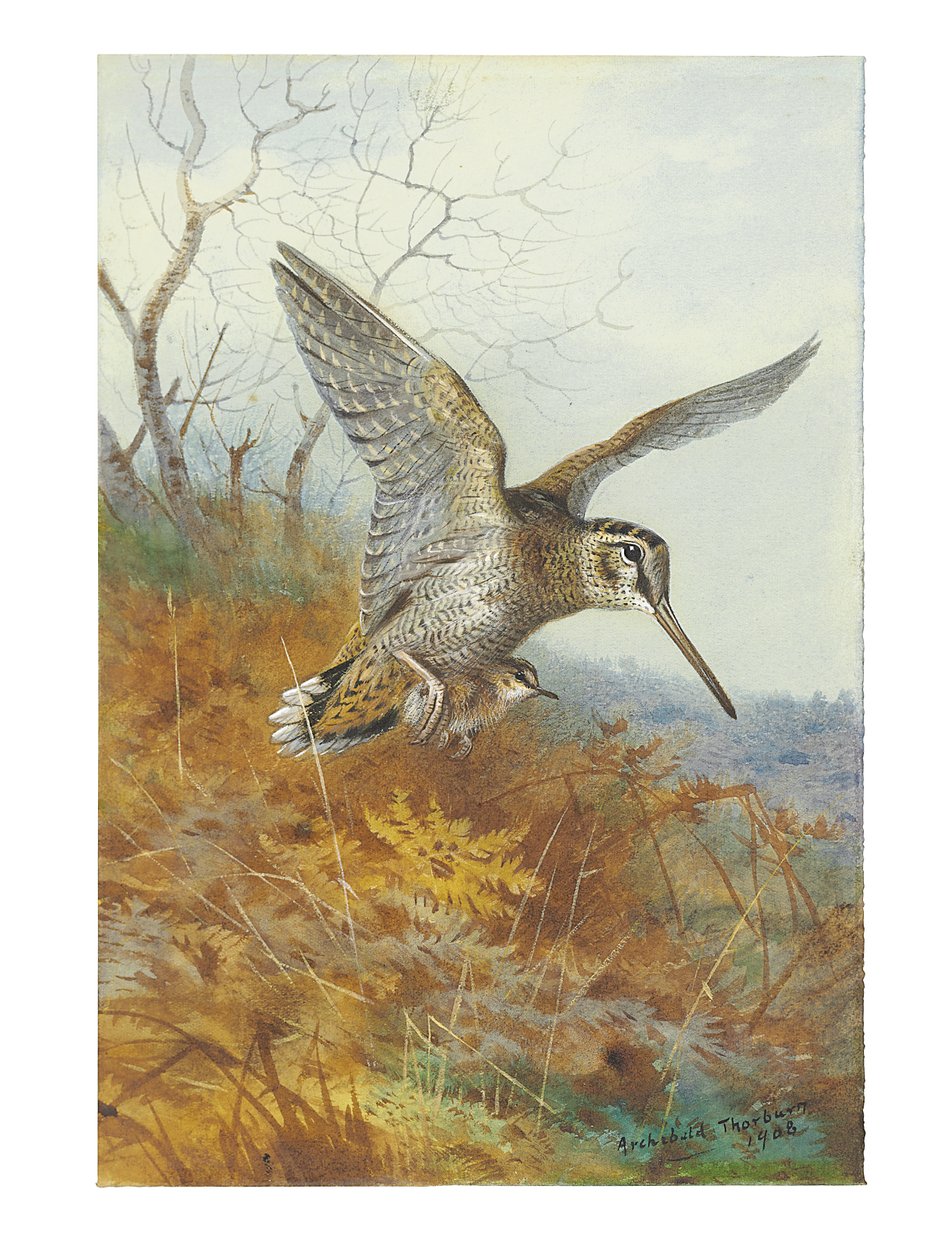 Woodcock og Young av Archibald Thorburn
