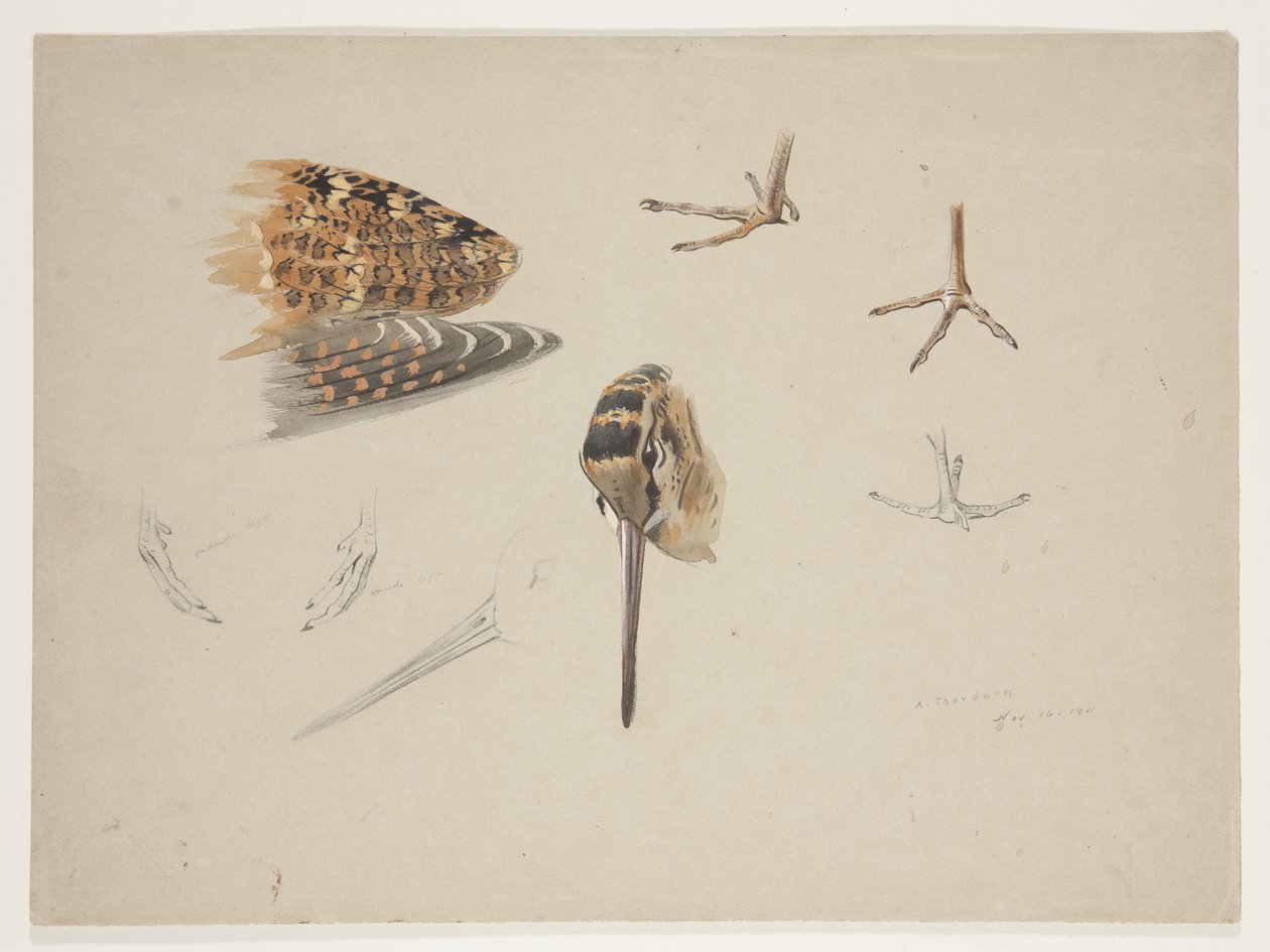 Woodcock nebb, føtter og vinge, ca. 1915 (akvarell og kroppsfarge over blyant på papir) av Archibald Thorburn