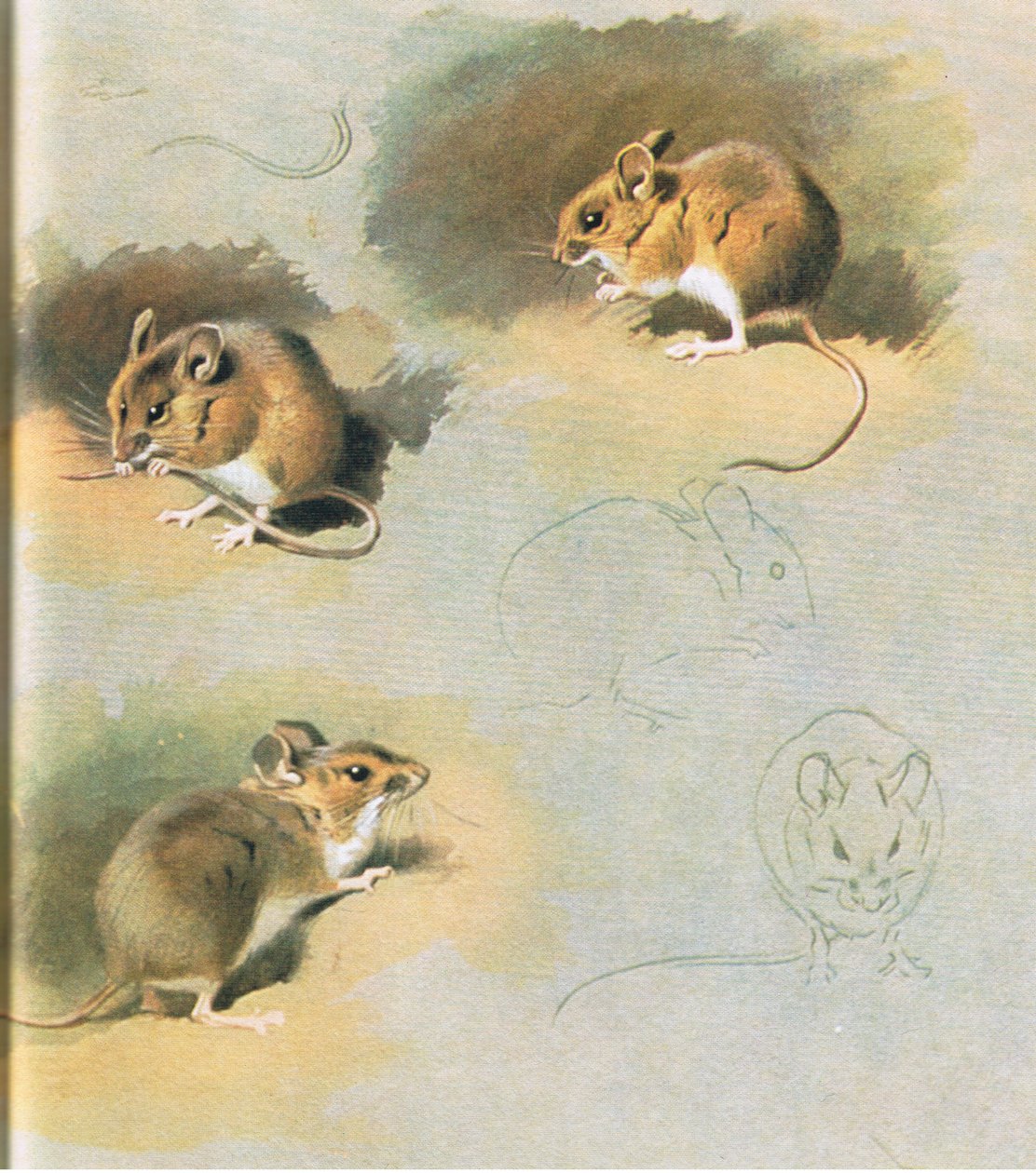 Woodmouse, pub. av Book Club Associates, 1972 av Archibald Thorburn