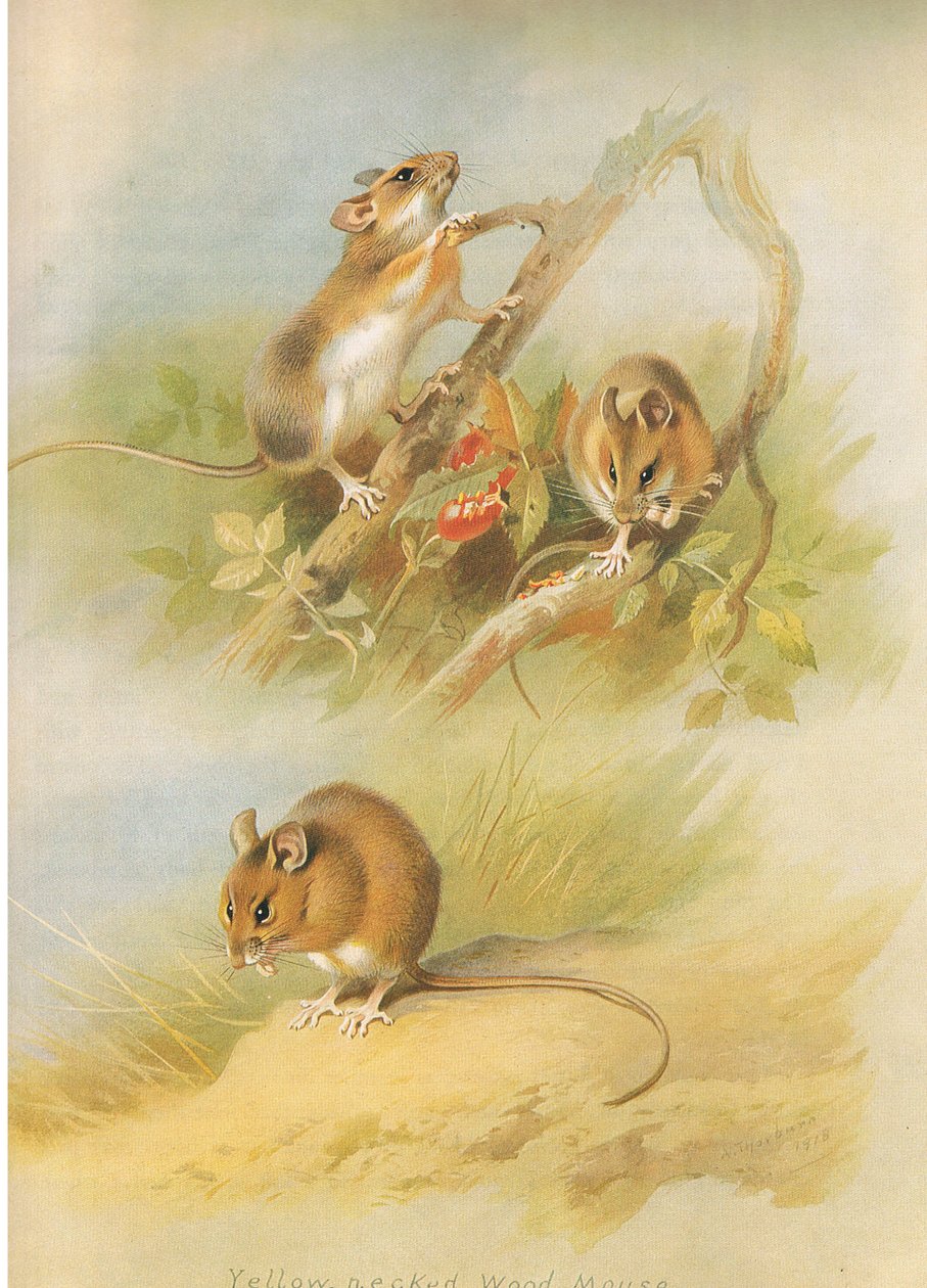 Yellow Necked Mouse and St Kilda Woodmouse, fra Thorburn