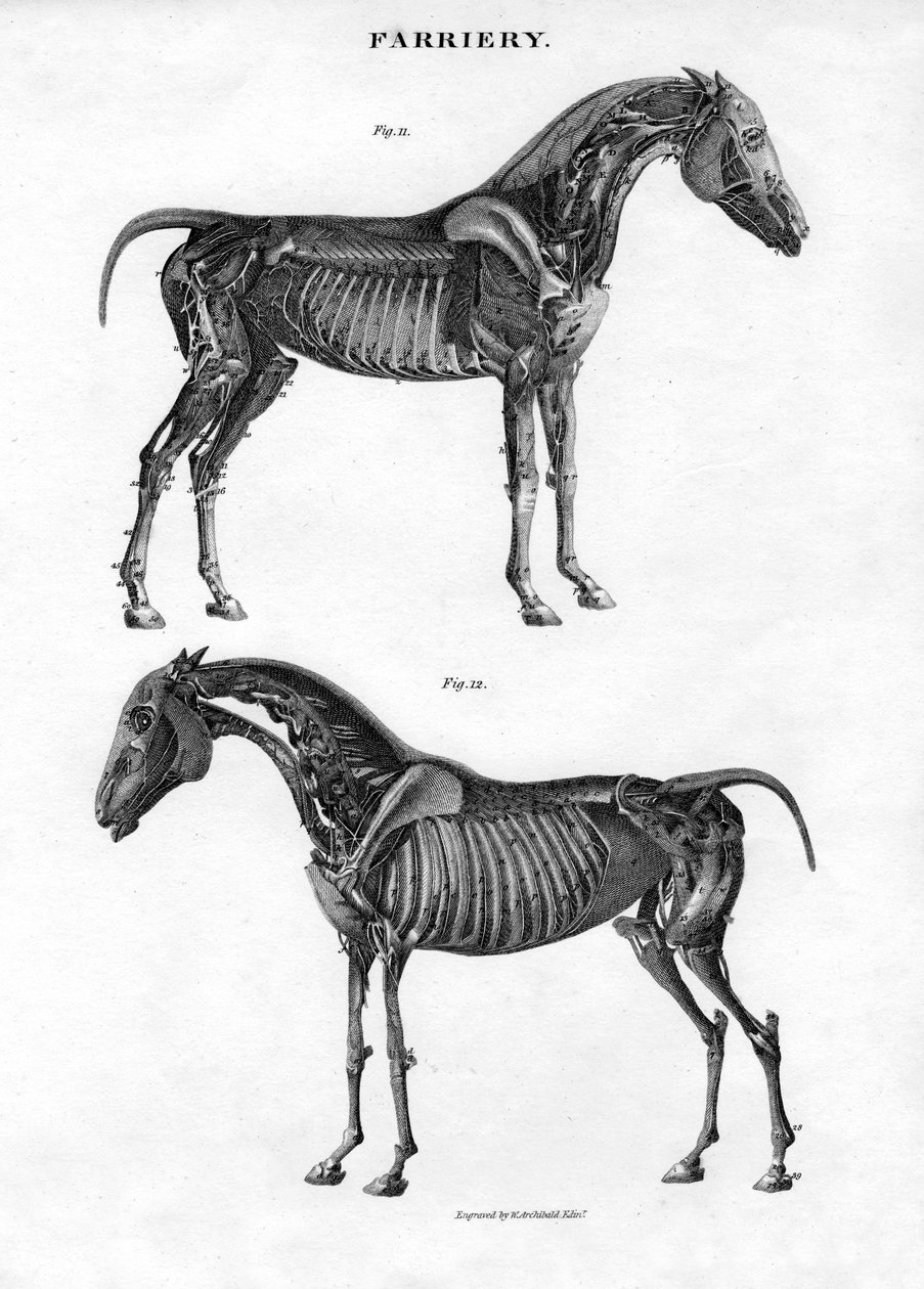 Anatomi av en hest, 1800-tallet. av Archibald Webb