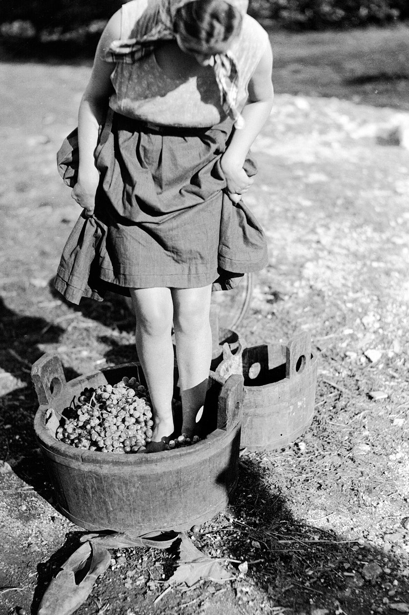Vintråkk i et kar, Italia (glassplate) av Armando Bruni