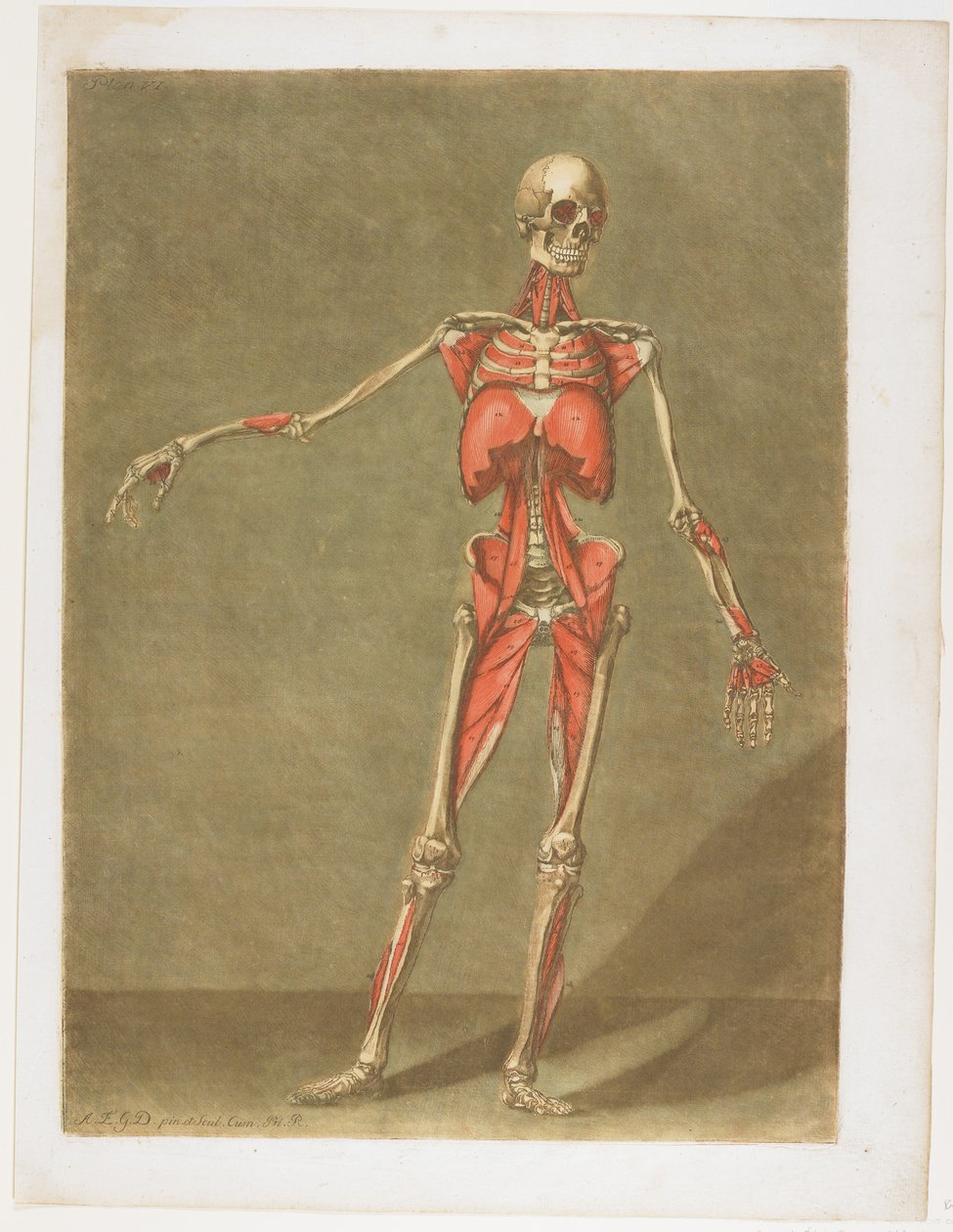 Flayed Skeleton, fra Cours complet d