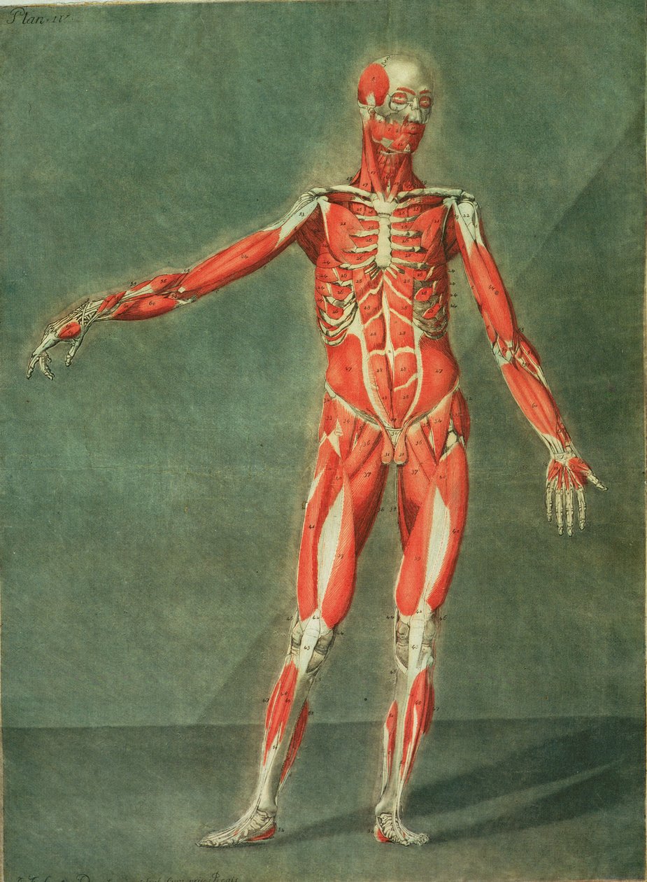 Superficial Muscular System of the Front of the Body, plate 4 fra et komplett anatomikurs med tekst av Jadelot, gravert av kunstneren, pub. 1773 (mezzotint) av Arnauld Eloi Gautier D