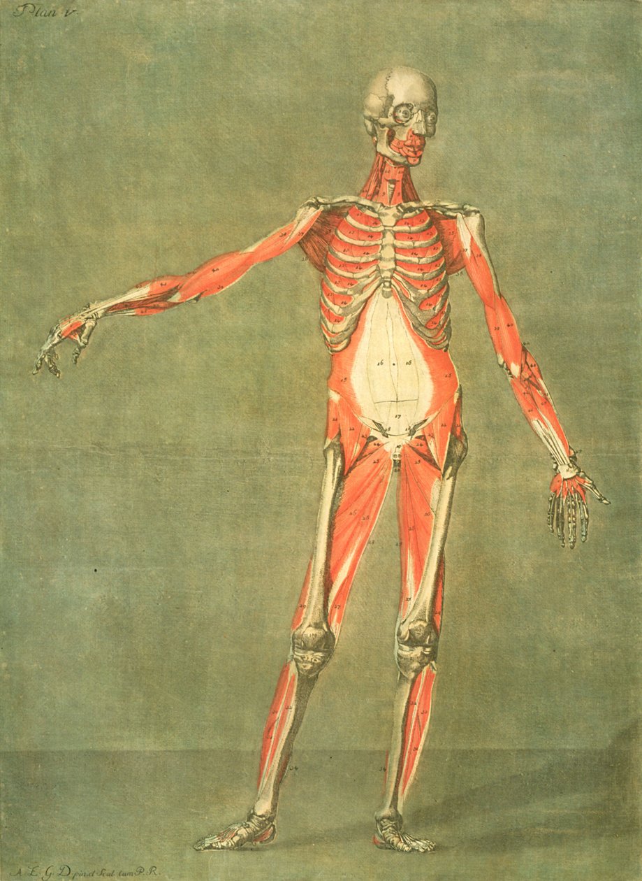 Deeper Muscular System of the Front of the Body, plate 5 fra et komplett anatomikurs med tekst av Jadelot, gravert av kunstneren, pub. 1773 (mezzotint) av Arnauld Eloi Gautier D