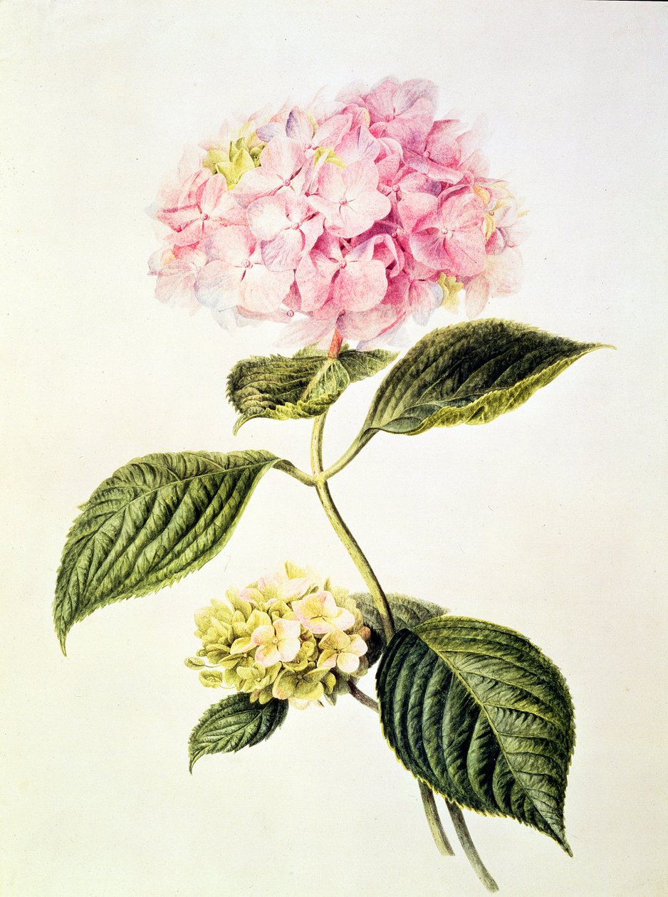 PD.64-1975 Hortensia hortensia av Arnoldus Bloemers