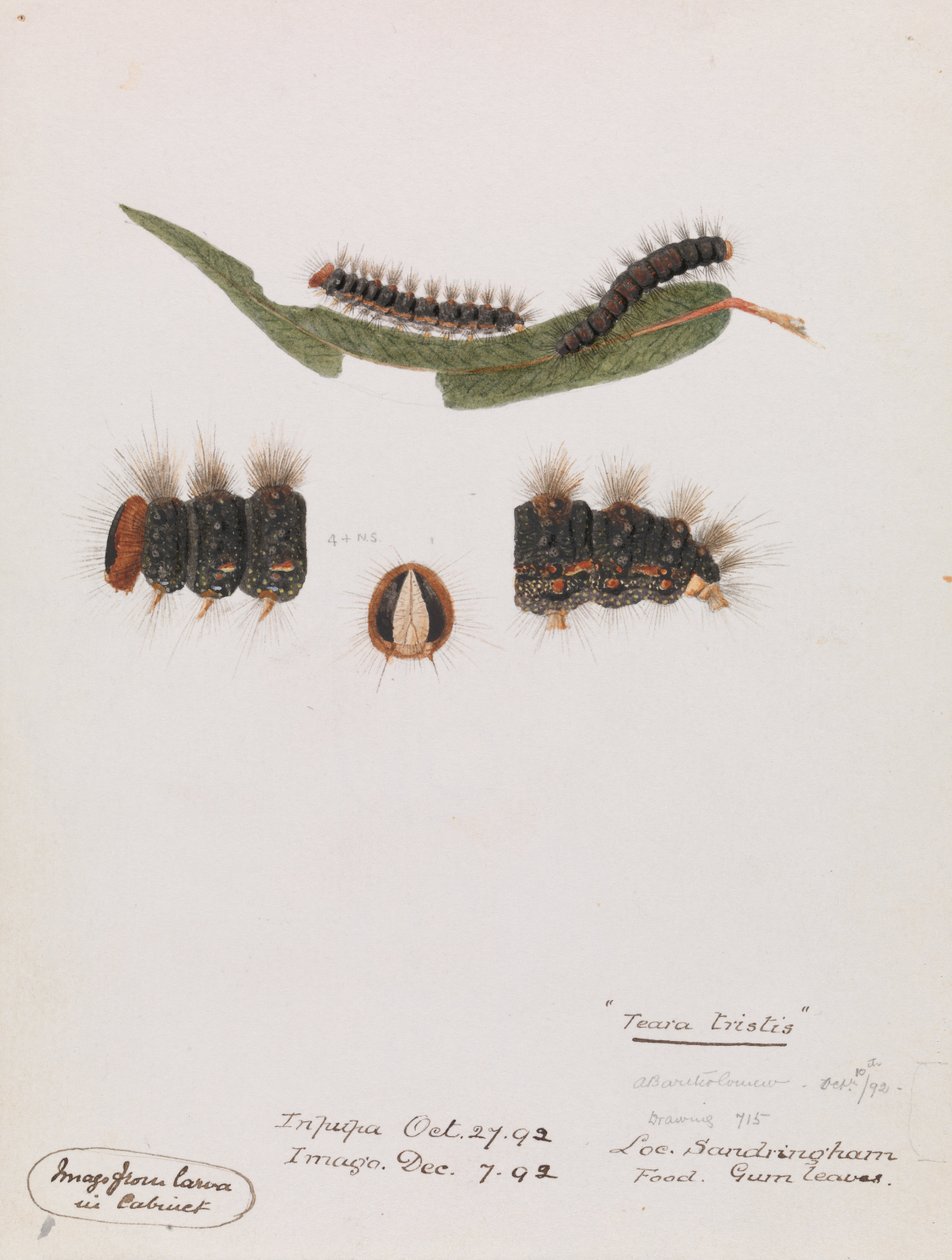 Caterpillar, Epicoma trist, Teara trist av Arthur Bartholomew