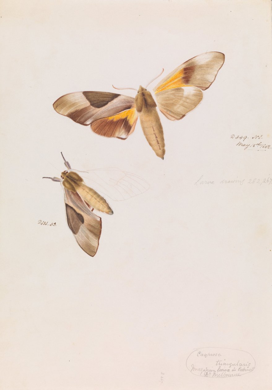 Dobbelhodet haukmøl, Coequosa triangularis av Arthur Bartholomew