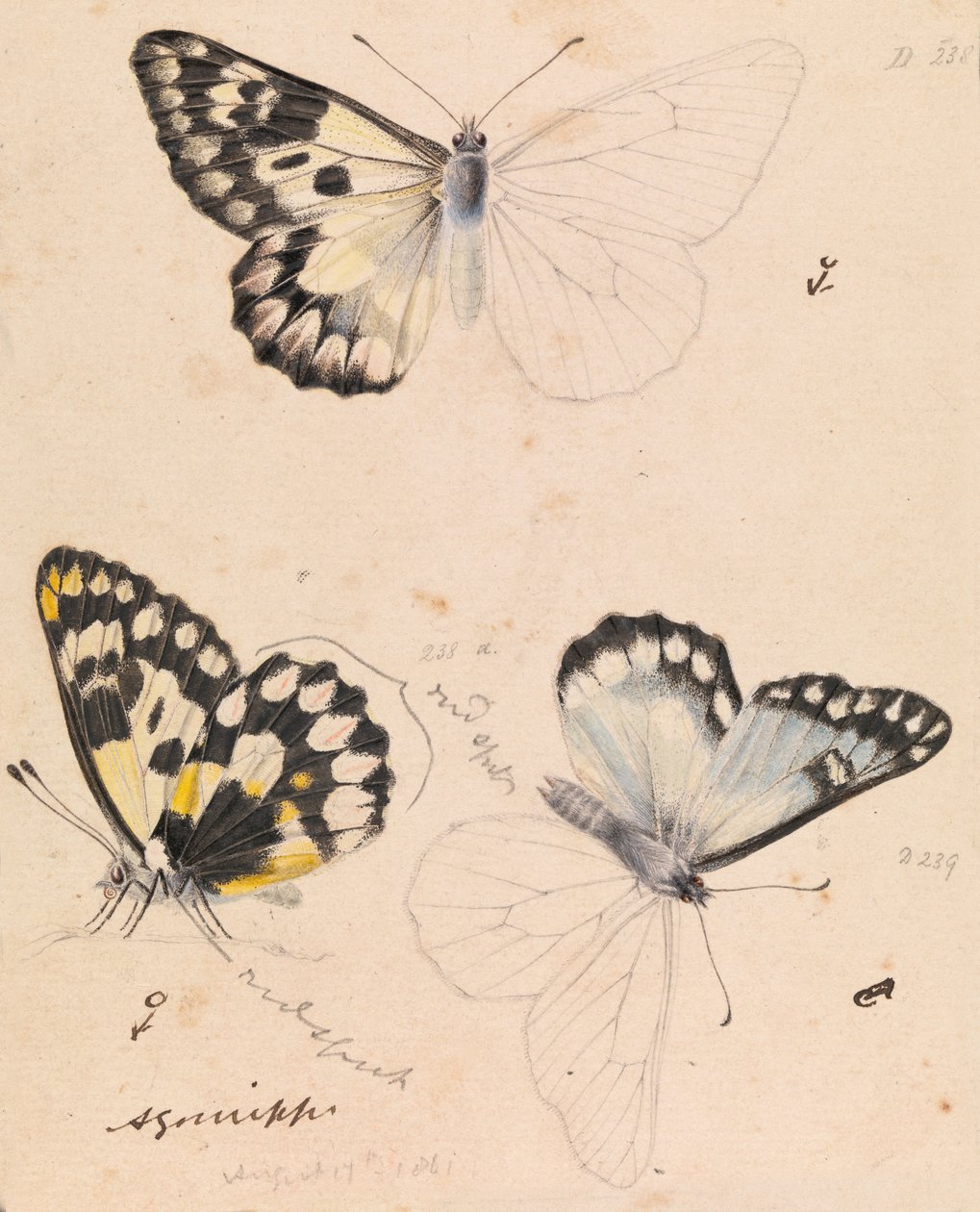 Wood White Butterfly, Delias aganippe av Arthur Bartholomew