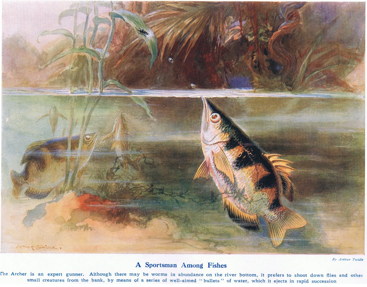 A Sportsman Among Fish, illustrasjon fra 