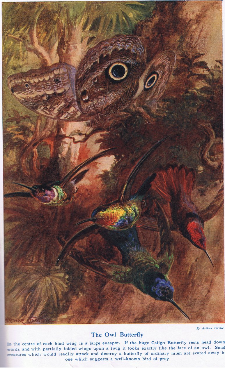 The Owl Butterfly, illustrasjon fra 