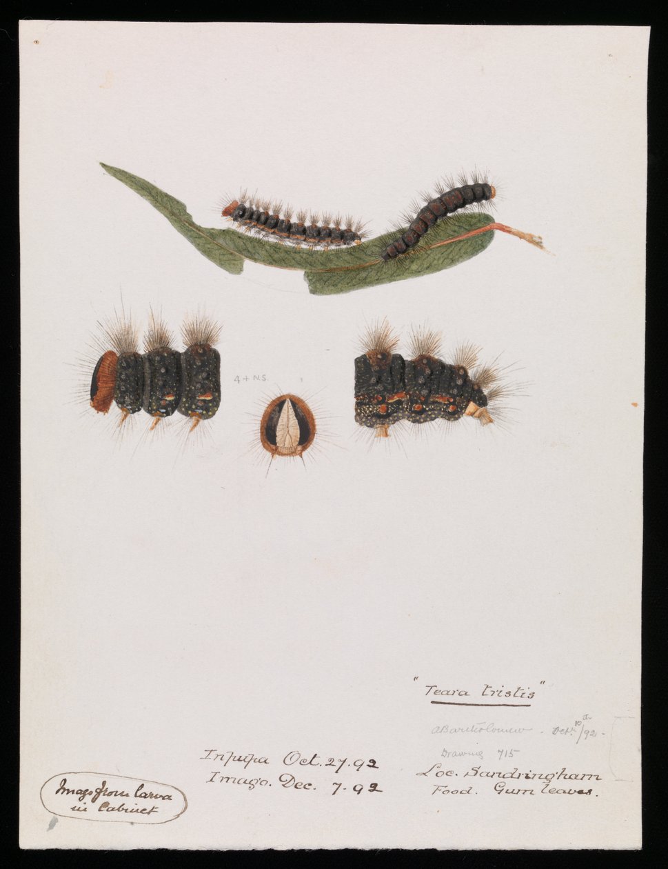 Caterpillar, Epicoma trist, Teara trist av Arthur Bartholomew