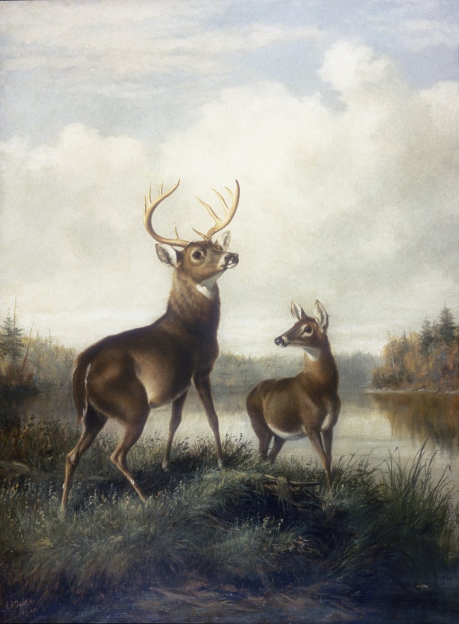 Buck and Doe av Arthur Fitzwilliam Tait