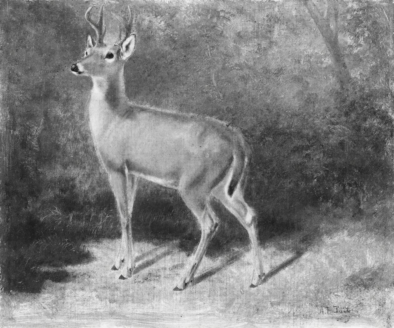 DeerSketch from Nature, ca. 1882. av Arthur Fitzwilliam Tait
