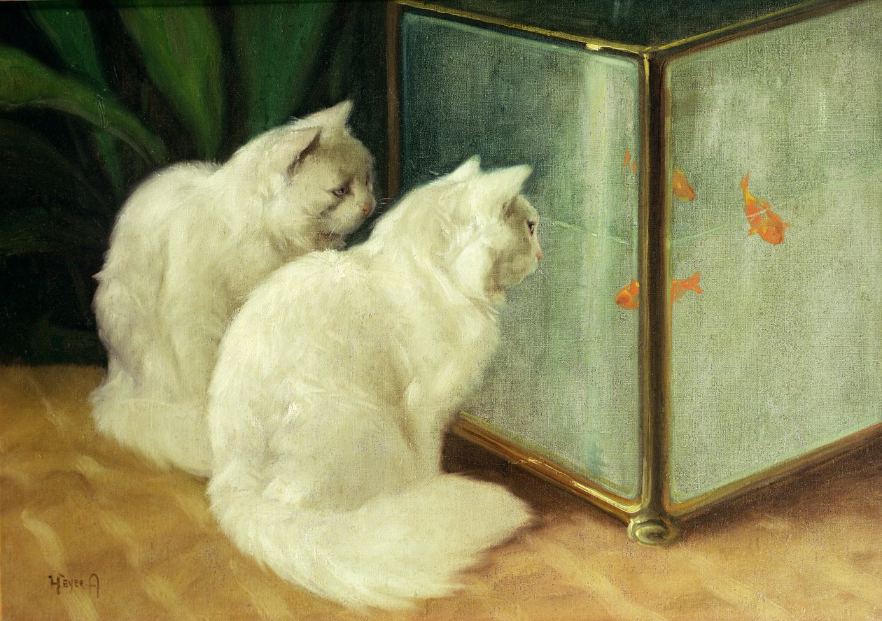 Hvite katter ser på gullfisk av Arthur Heyer