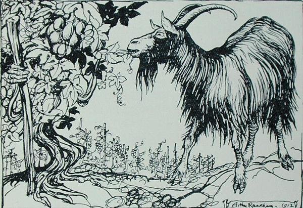 The Goat and the Vine, illustrasjon fra 