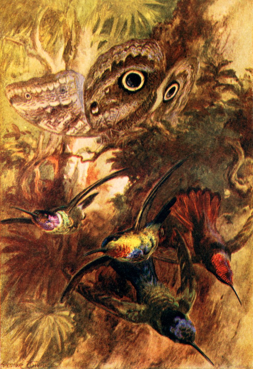 Uglesommerfuglen (fargelitografi) av Arthur Twidle