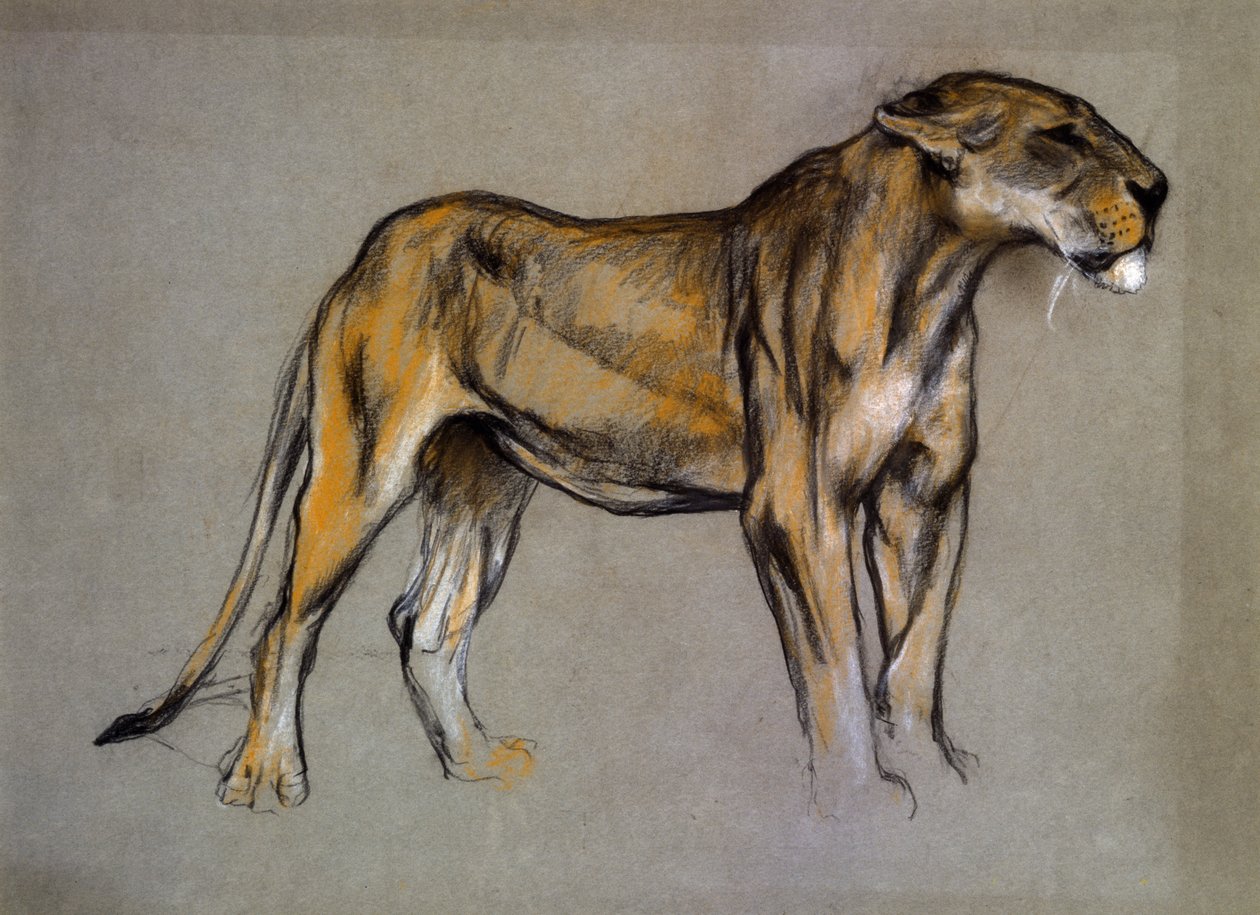 En løvinne, ca. 1900 (pastell på grått papir) av Arthur Wardle