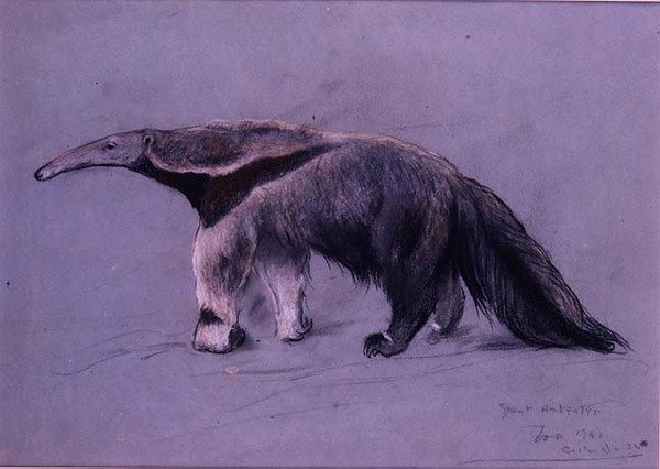Stor maursluker av Arthur Wardle