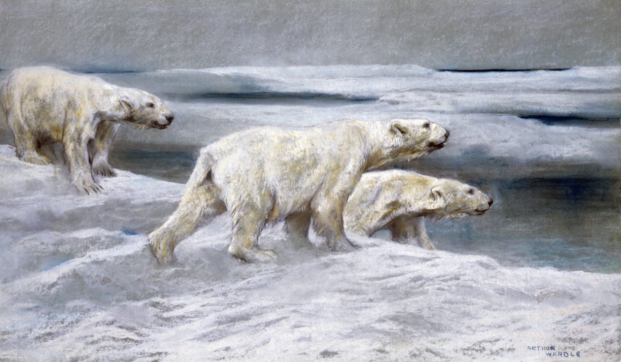 Isbjørn, ca. 1900 (farget kritt på grått papir) av Arthur Wardle