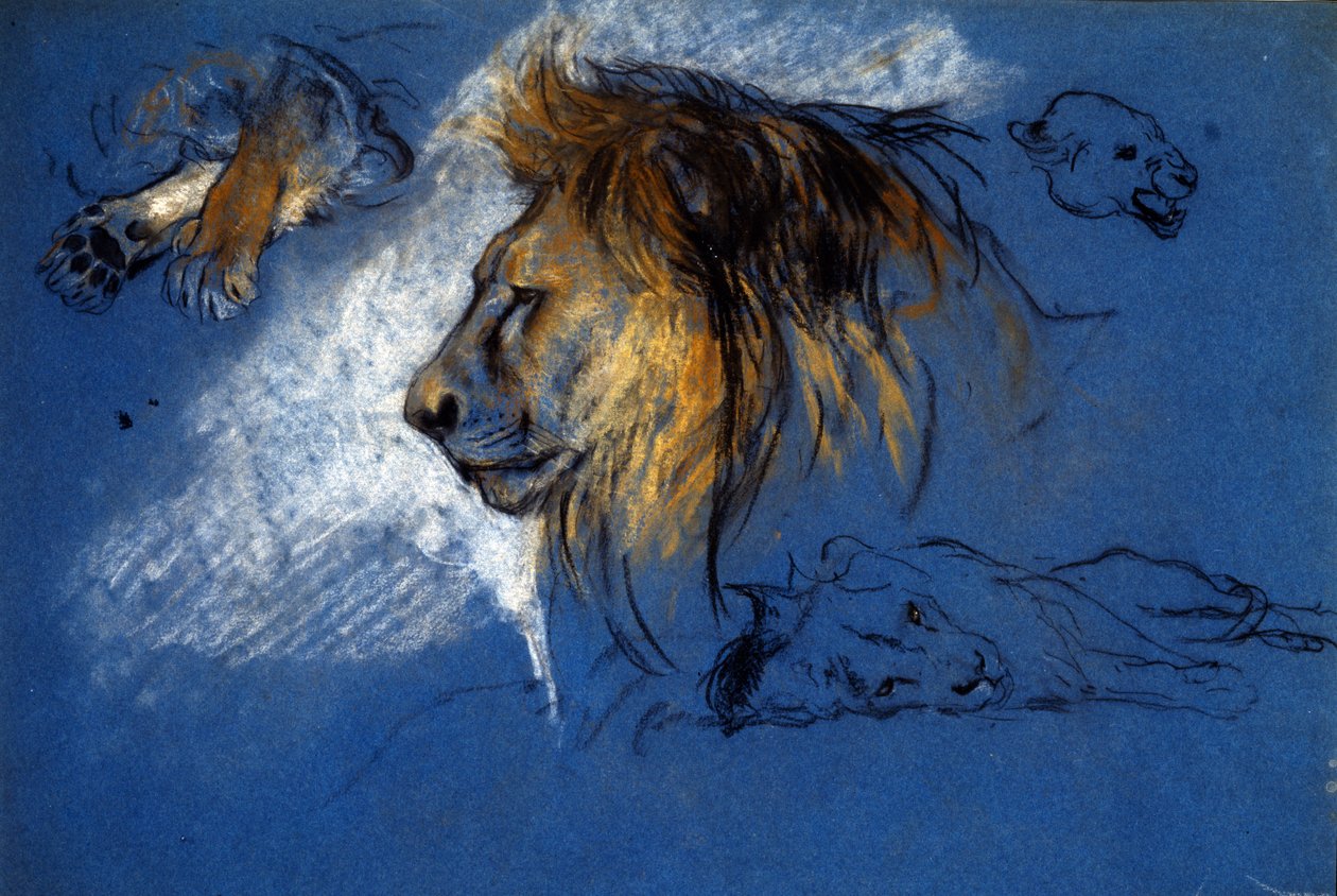 Study of a Lion, ca. 1905 (pastell på blått papir) av Arthur Wardle