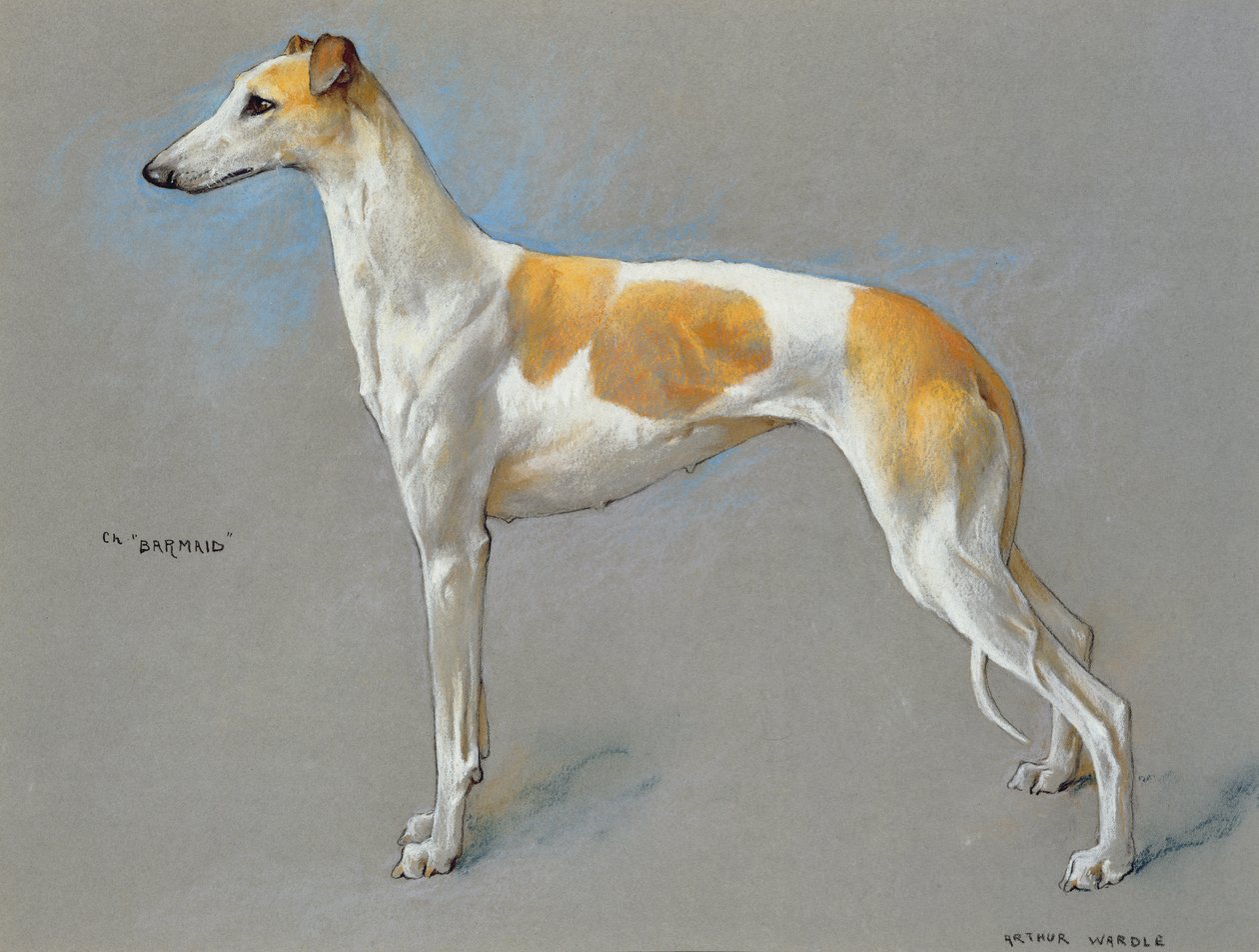 Den hvite og lysebrune mesteren greyhound tispe 