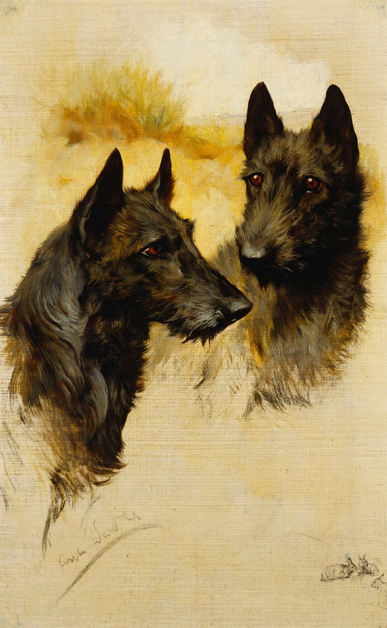 To skotske terriere (olje på lerret) av Arthur Wardle