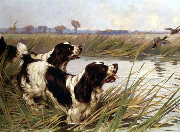To springere som jager stokkand av Arthur Wardle