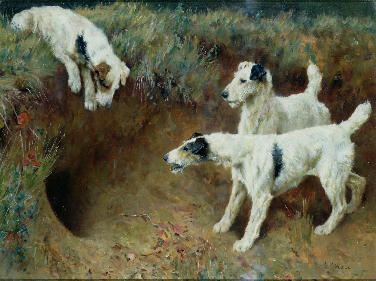 Stråhårede foxterriere av et grevlingsett av Arthur Wardle