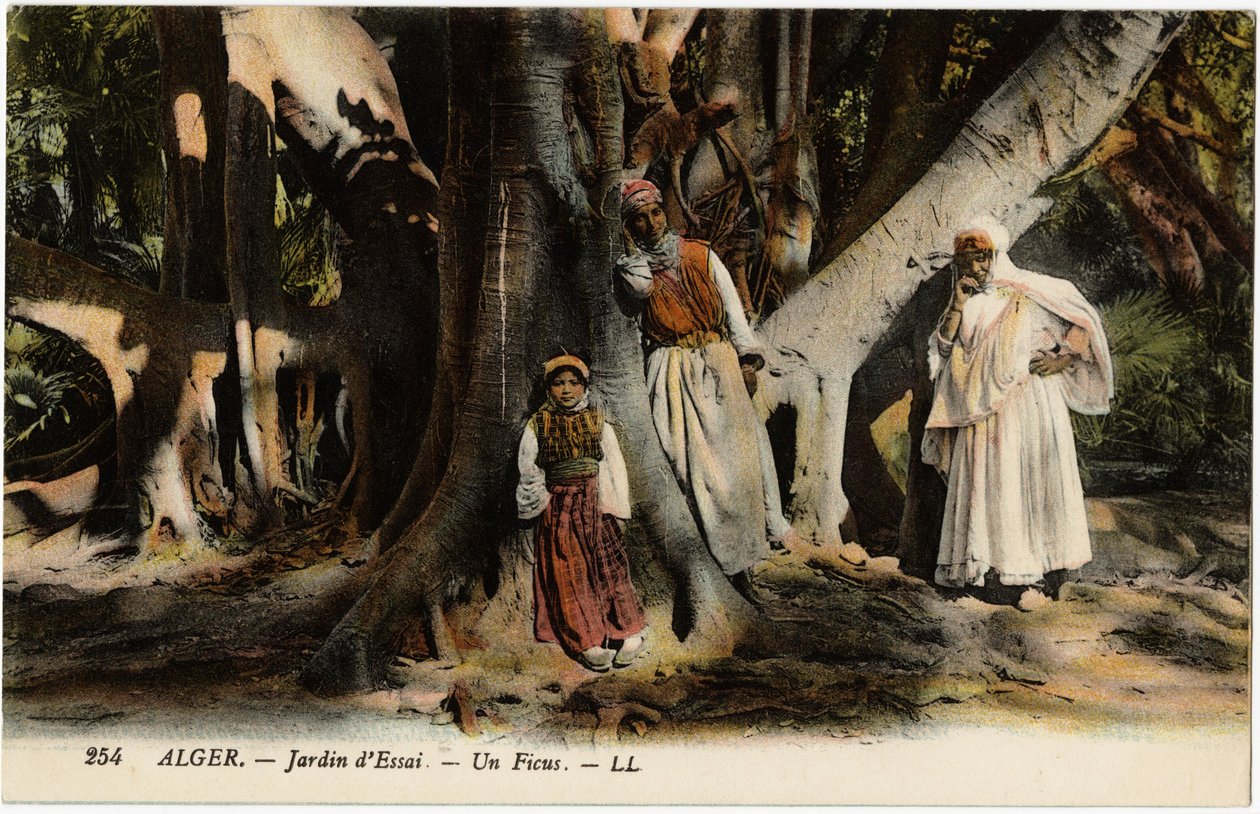 En ficus i Essay-hagen i Alger, Algerie. Postkort fra Selvas samling. av Artist Unknown