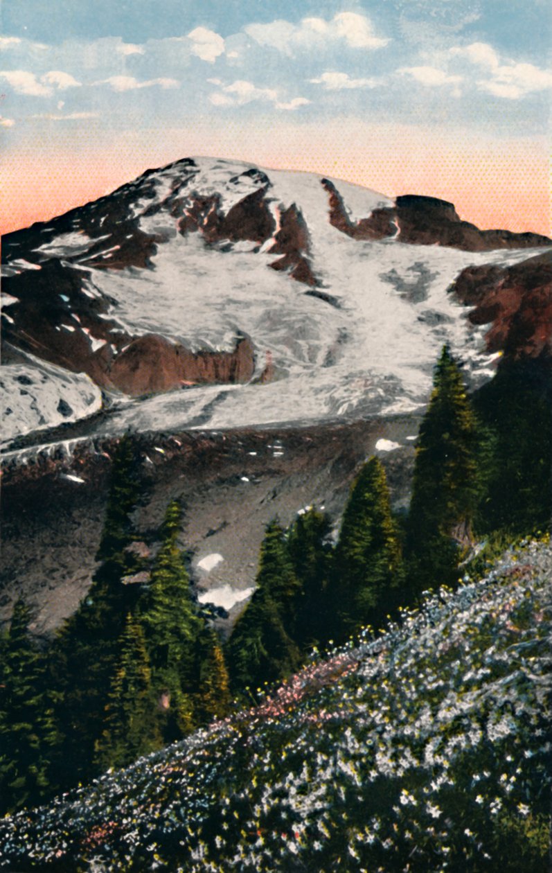 Avalanche Lilies, vokser på Mount Rainier, c1916 av Asahel Curtis