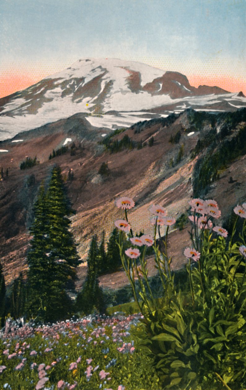Purple Asters, i Mount Rainier nasjonalpark, c1916 av Asahel Curtis