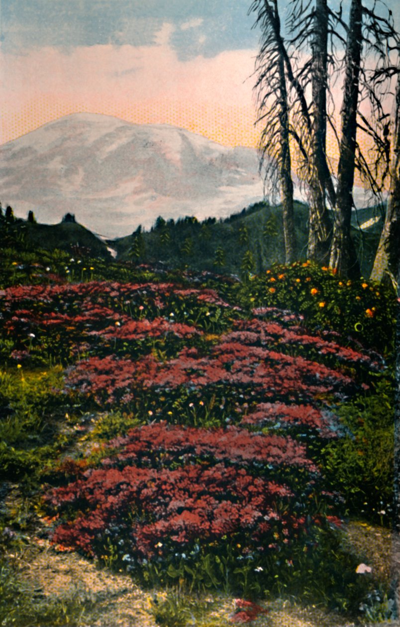Purple Heather voksende Mount Rainier nasjonalpark, c1916 av Asahel Curtis