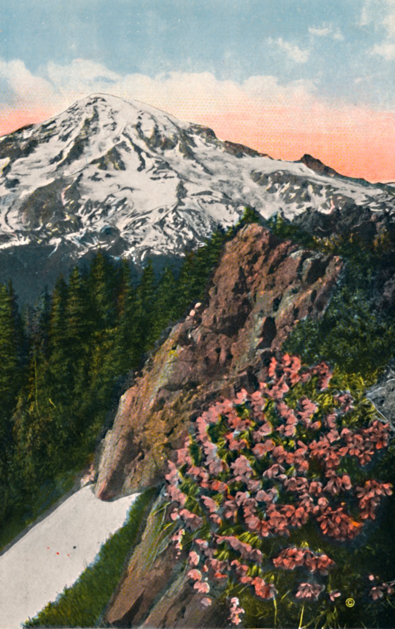 Primrosen på Mount Rainier, c1916 av Asahel Curtis