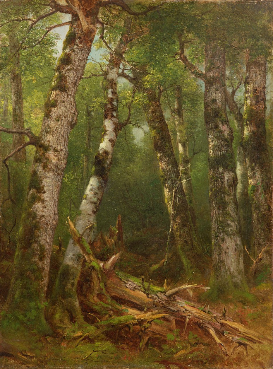 Gruppe av trær, 1855-77 av Asher Brown Durand