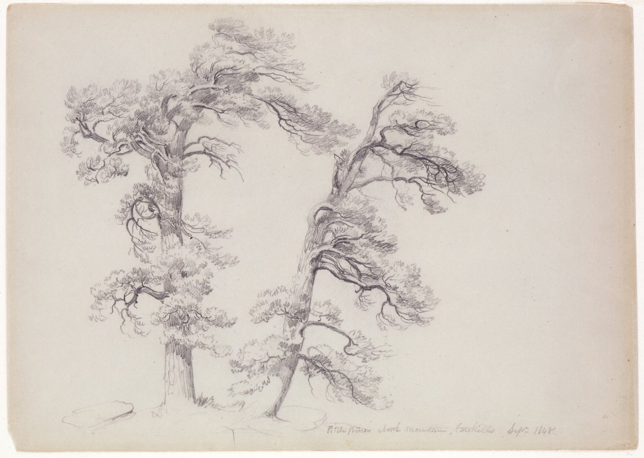 Pitch Pines, North Mountain, Catskills, New York, 1848 (grafitt på grågrønt papir) av Asher Brown Durand