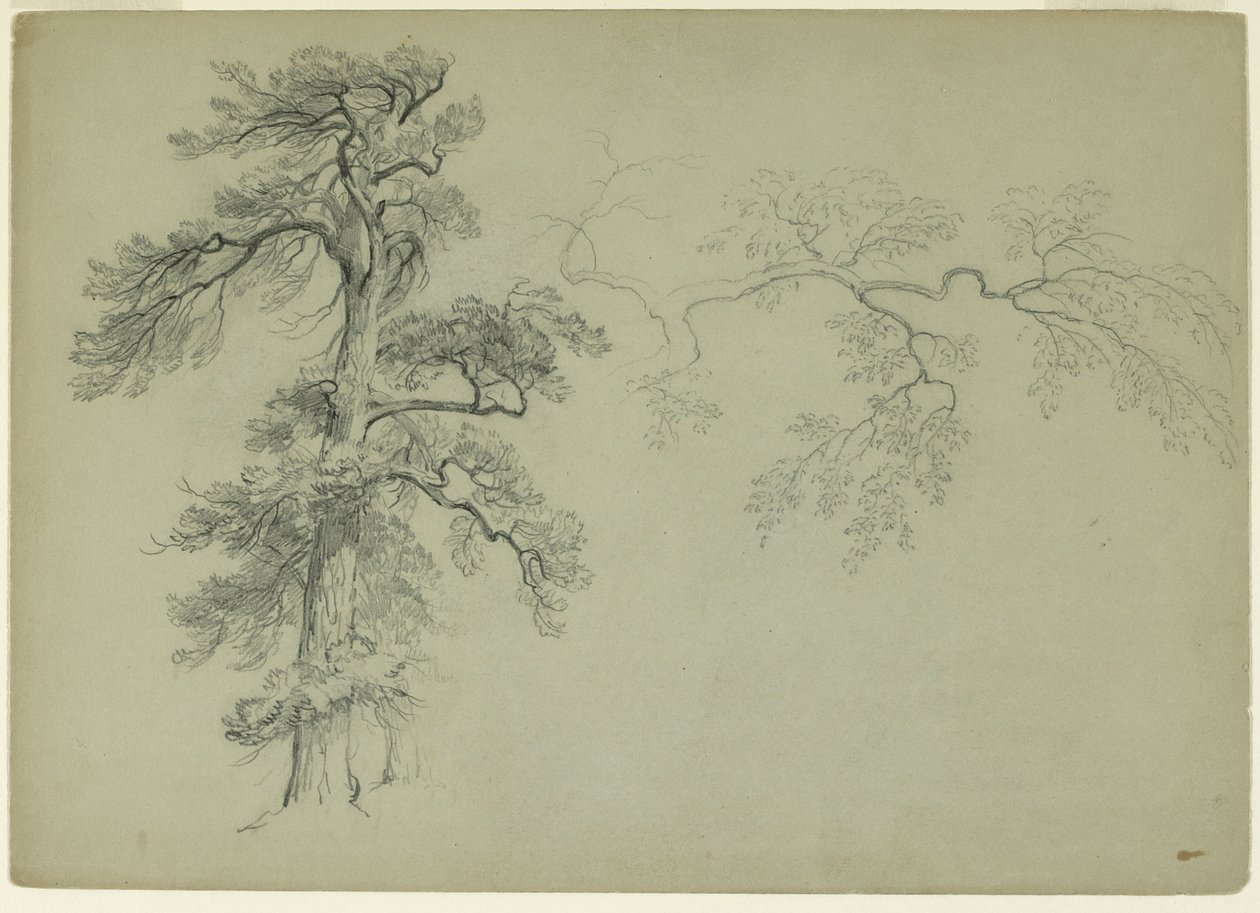 Studies of a Tree and a Branch, 1849 (grafitt på grågrønt papir) av Asher Brown Durand