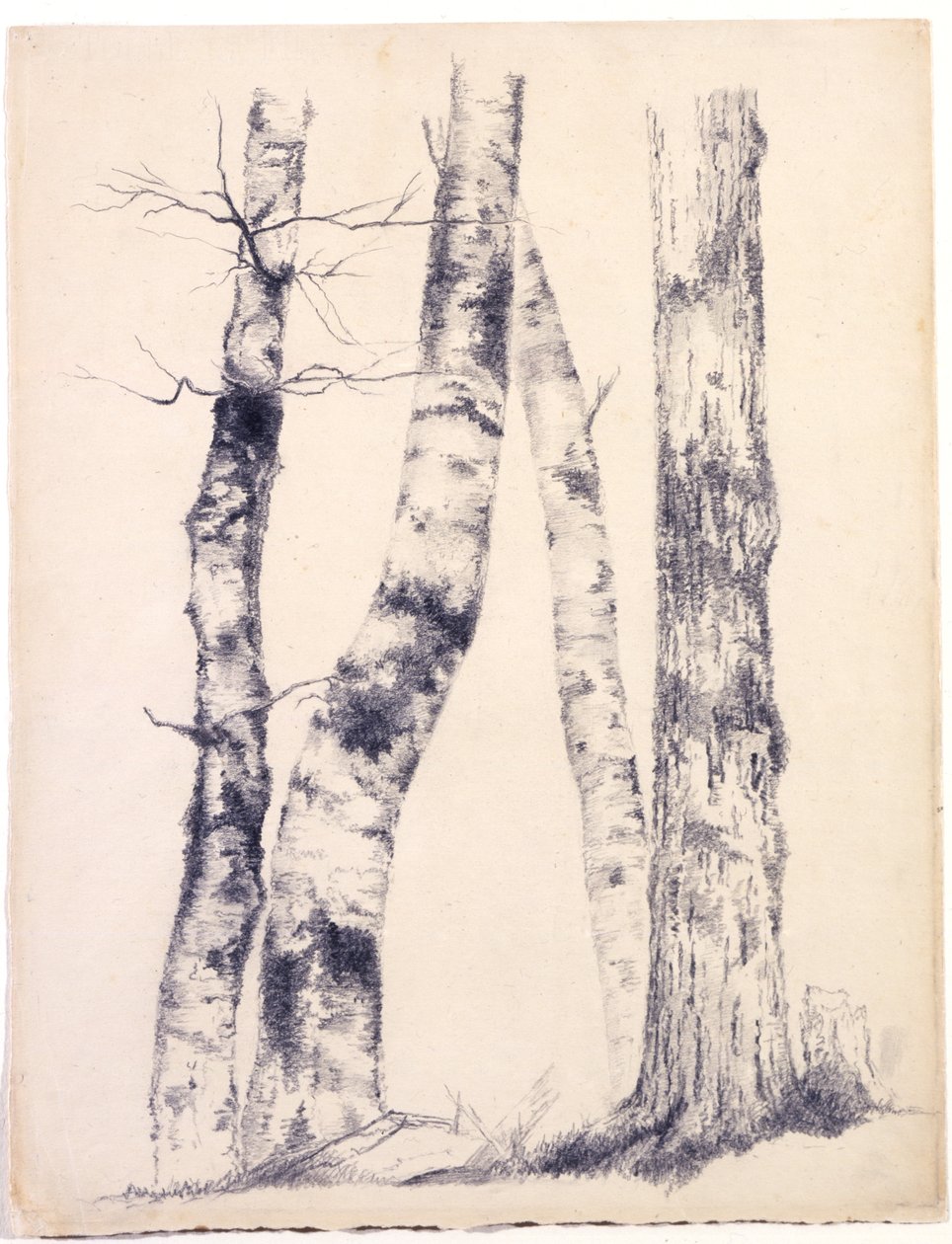 Studie av fire trestammer Three Birches, 1855 (grafitt med hvitt riper ut på beige papir) av Asher Brown Durand
