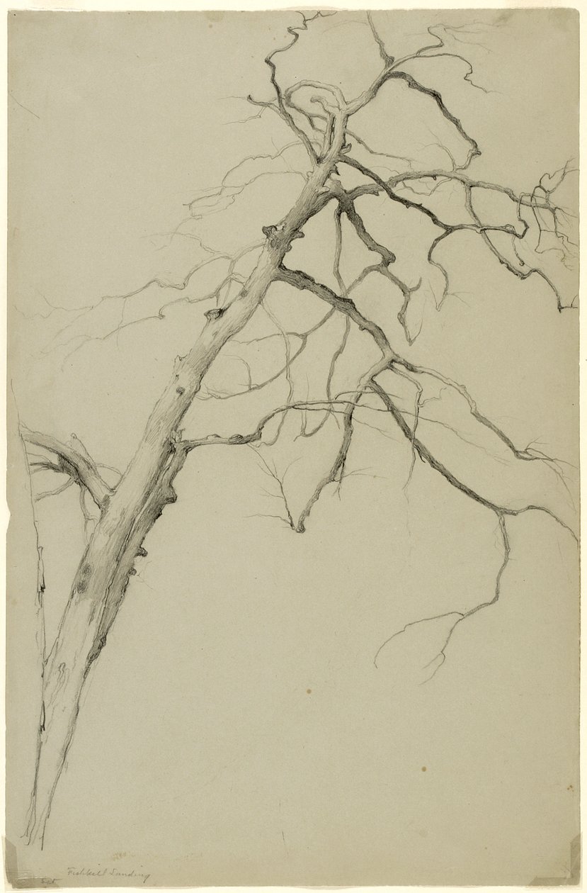 Study of Tree Branches, Fishkill Landing, New York, 1860 (grafitt på grått Bristol-papir) av Asher Brown Durand