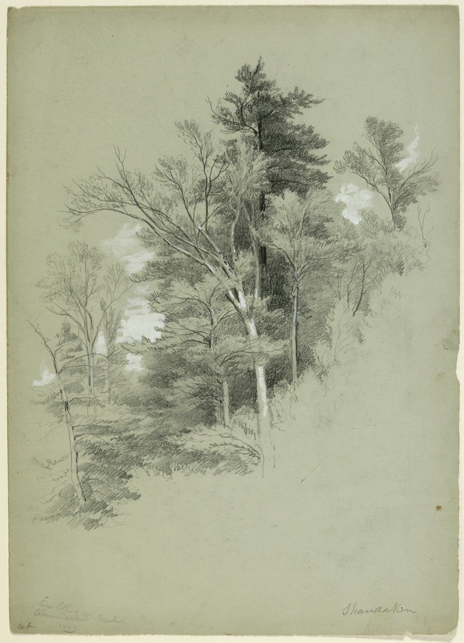 Study of Trees, Shandaken, New York, 1849 (grafitt, hvit gouache og hvitt blypigment på grågrønt papir) av Asher Brown Durand