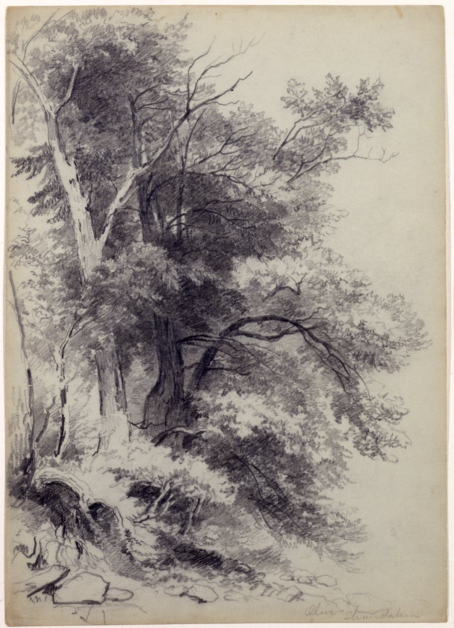 Study of Trees, ShandakenOlive, New York, 1852 (grafitt med utskraping på grågrønt papir) av Asher Brown Durand