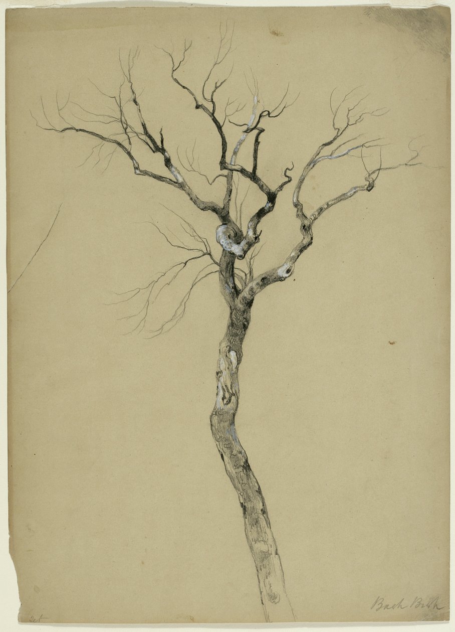 Study of a Bare Tree, South Egremont, Massachusetts, 1851 (grafitt og hvit gouache på beige papir) av Asher Brown Durand